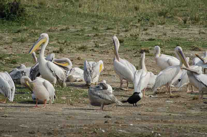 Pelícano - parque nacional Queen Elizabeth - Uganda.jpg